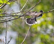 Eastern Kingbird 8132